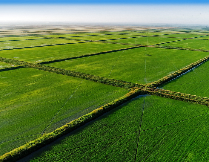 В каких районах краснодарского края выращивают рис